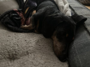 A miniature dachshund, black and tan, wrapped in blankets and laying of a dog bed.